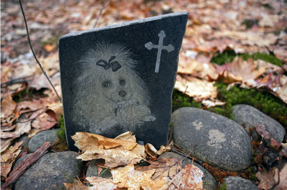 Pet Loss Quotes: Grieving The Loss of A Pet