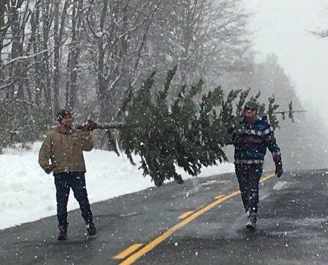 Christmas tree permits available for Humboldt-Toiyabe National Forest, BLM Carson City District